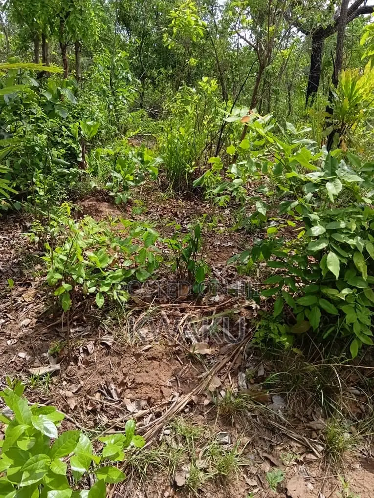 Farmlands for Sale at Kintampo Brong East Region 4,000ghs Per Acre in Kintampo North Municipal