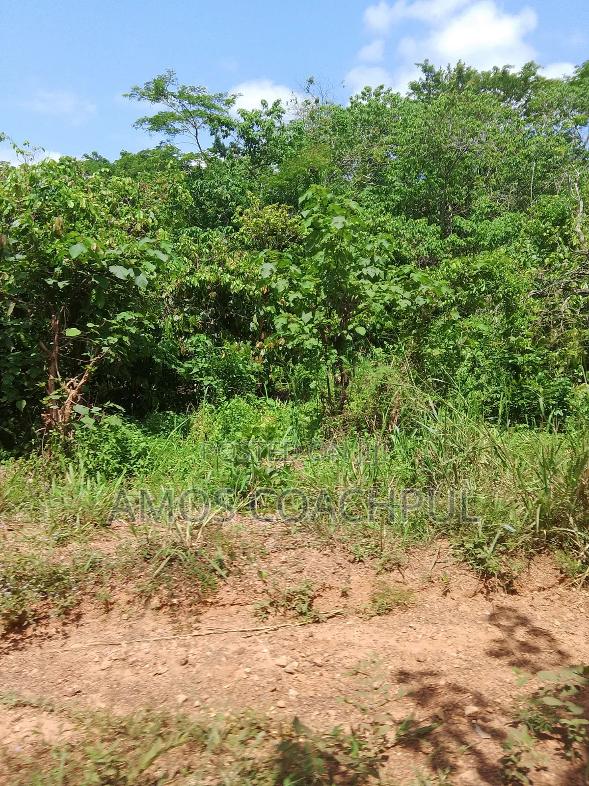 Farmlands at SYN Yawhima, Chiraa-Tano in Sunyani Municipal