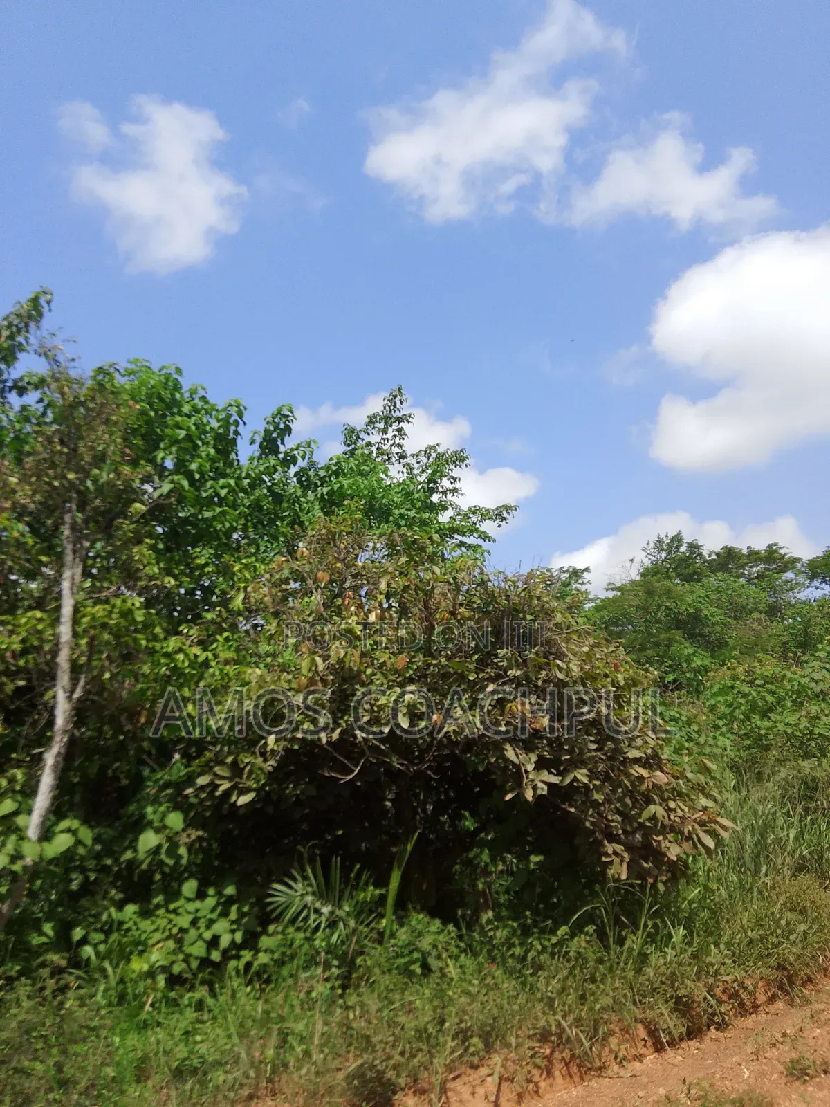 Farmlands at SYN Yawhima, Chiraa-Tano in Sunyani Municipal
