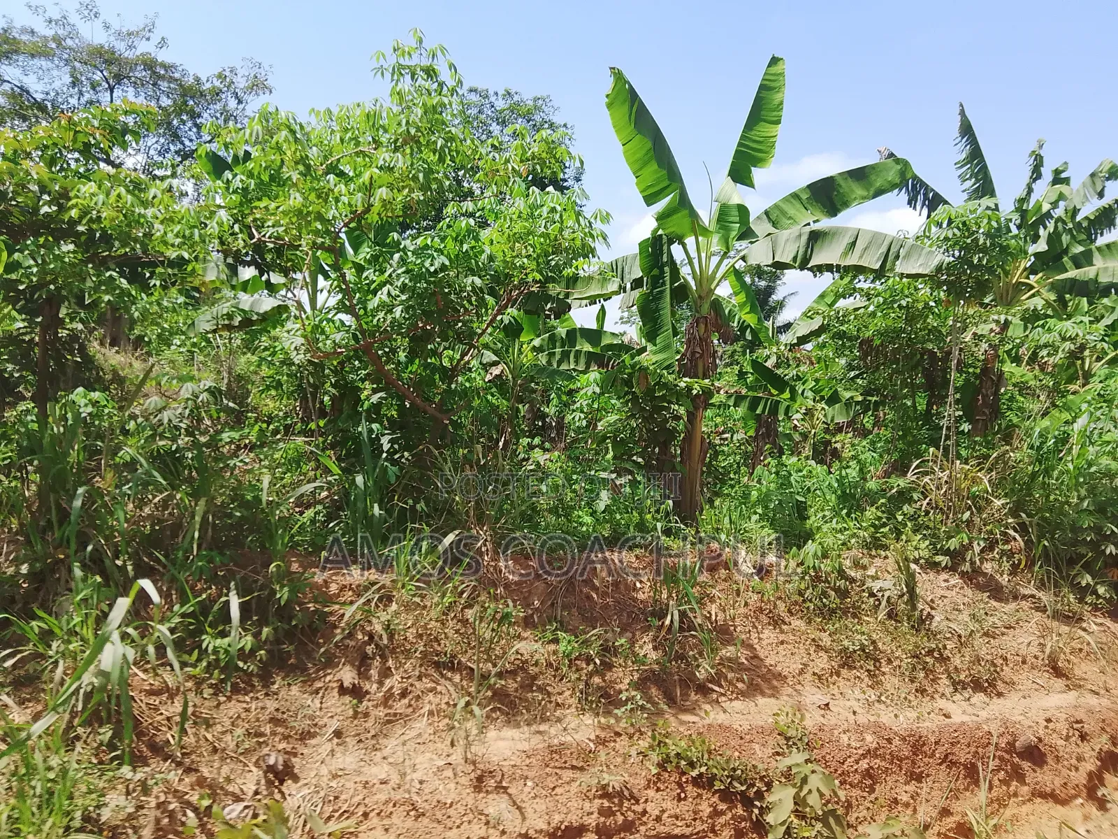 Farmlands at SYN Yawhima, Chiraa-Tano in Sunyani Municipal