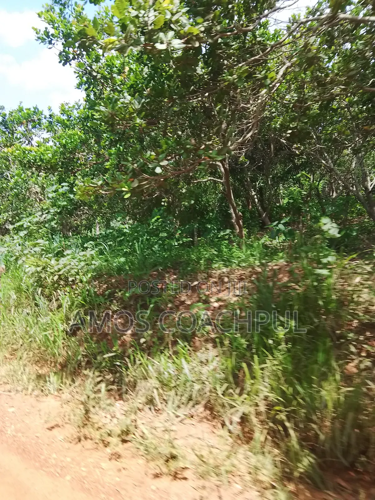 Farmlands at SYN Yawhima, Chiraa-Tano in Sunyani Municipal