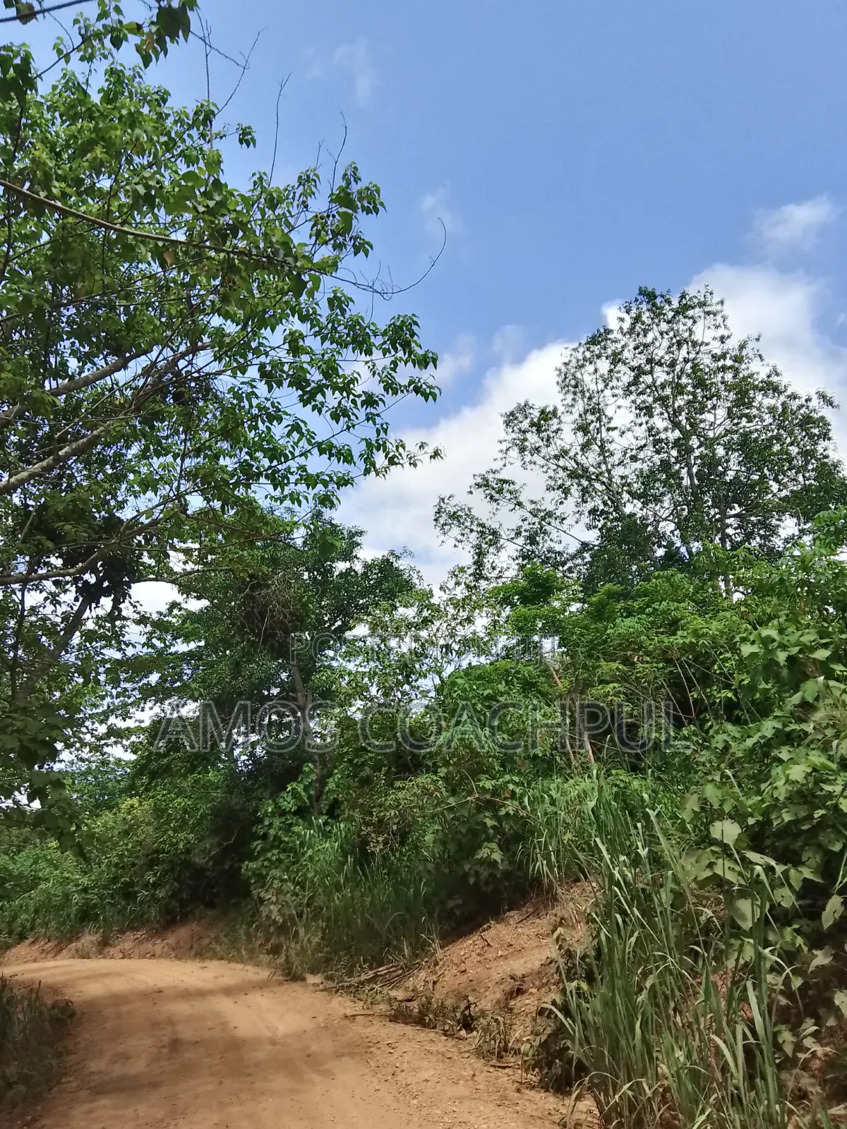 Farmlands at SYN Yawhima, Chiraa-Tano in Sunyani Municipal