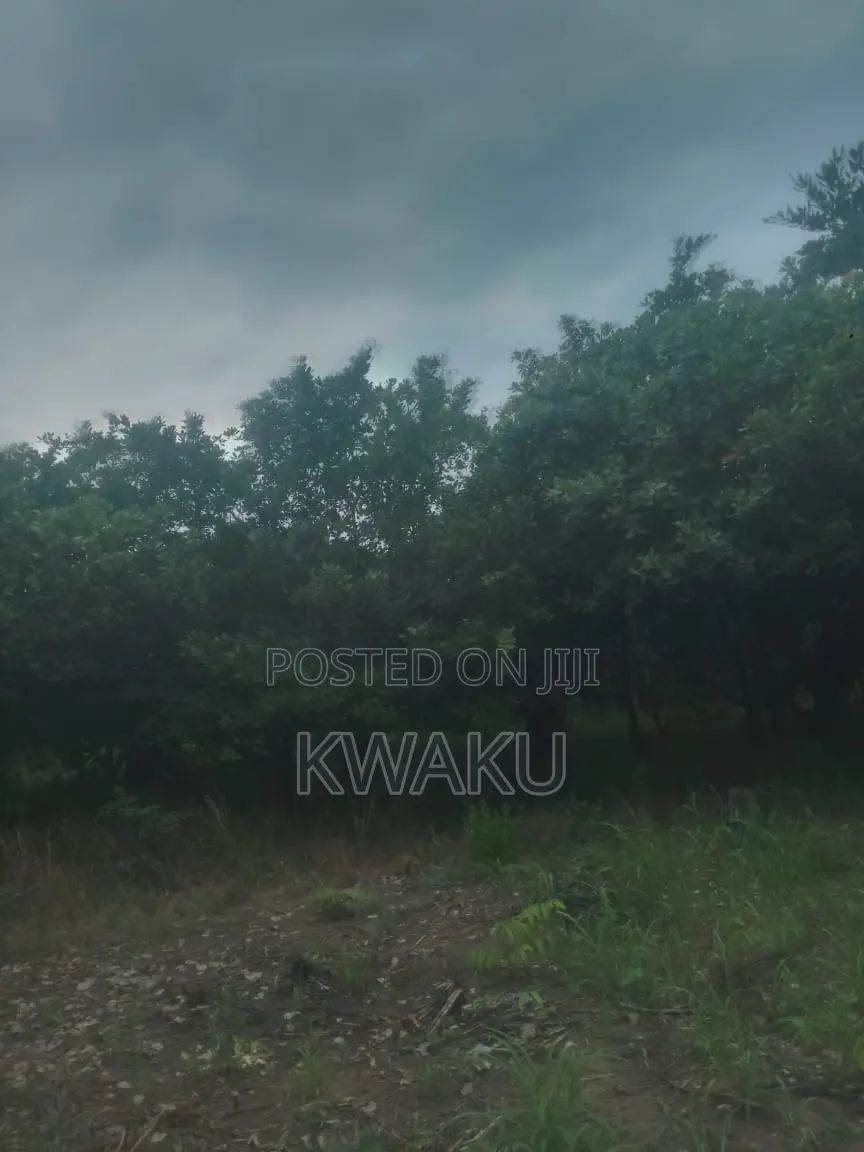 Cashew Farm at Kintampo Jama Going for 15,000 Per Acre in Techiman Municipal