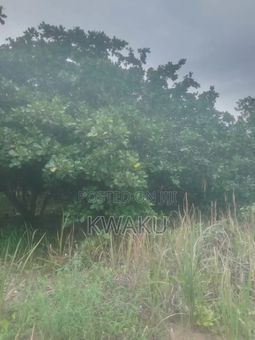 Cashew Farm at Kintampo Jama Going for 15,000 Per Acre in Techiman Municipal