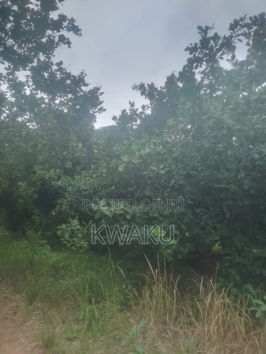 Cashew Farm at Kintampo Jama Going for 15,000 Per Acre in Techiman Municipal