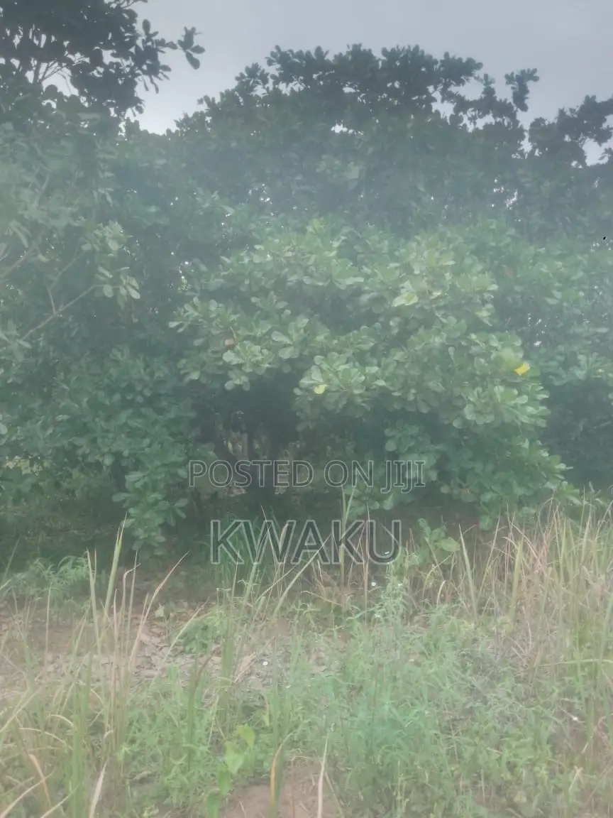Cashew Farm at Kintampo Jama Going for 15,000 Per Acre in Techiman Municipal