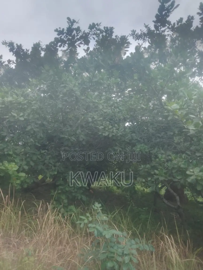 Cashew Farm at Kintampo Jama Going for 15,000 Per Acre in Techiman Municipal