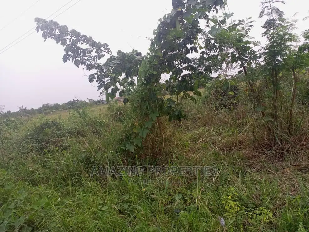 50acres of Mango Farm Land Available for Sale At in Dodowa
