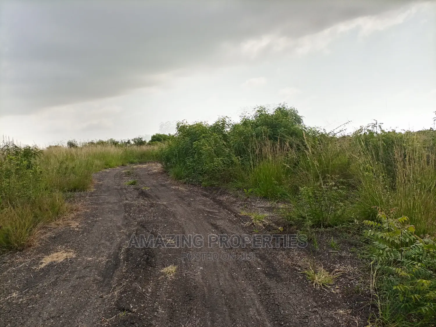 50acres of Mango Farm Land for Sale at Agomeda in Dodowa