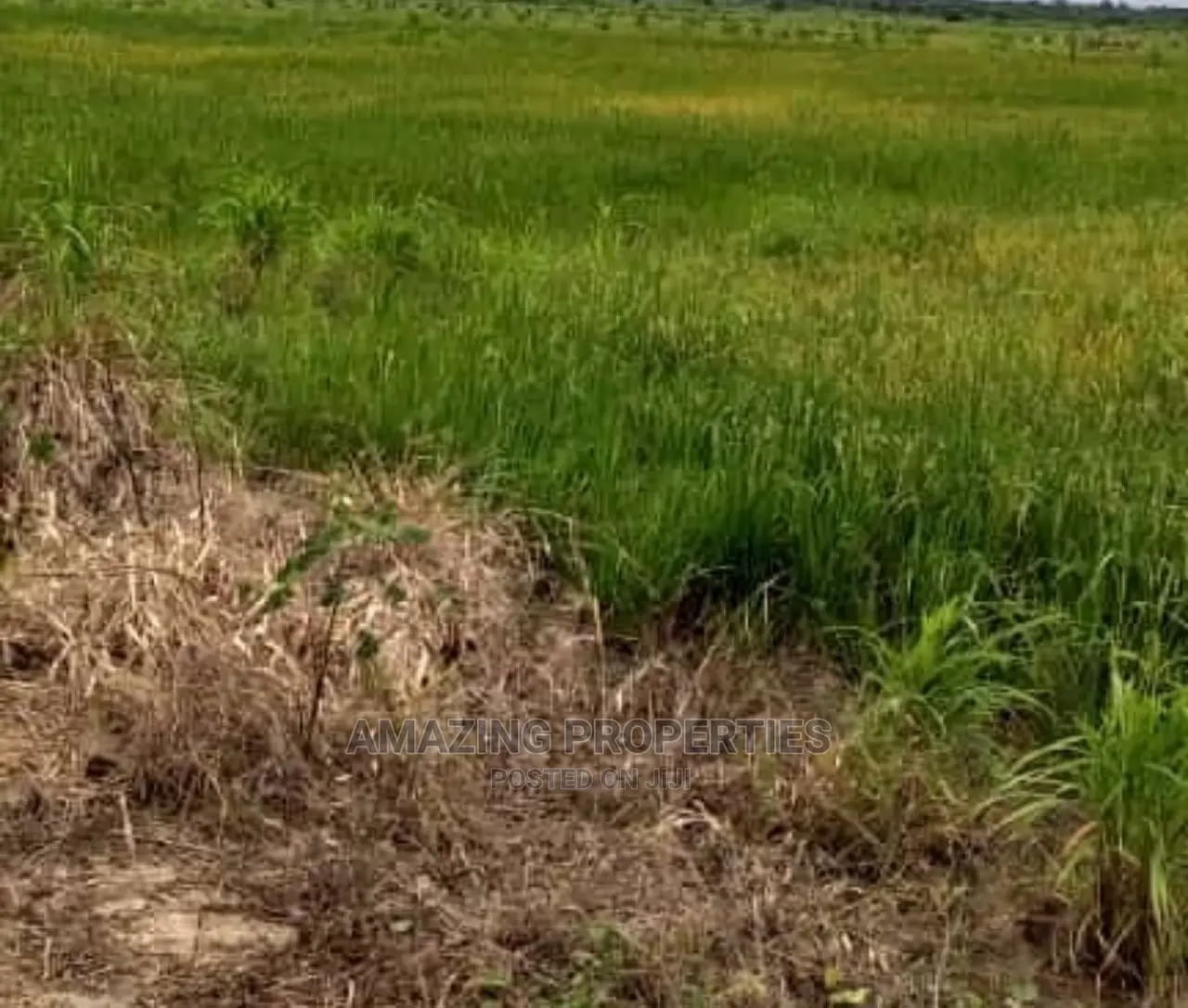 70x100 Plot of Land at Lashibi in Spintex