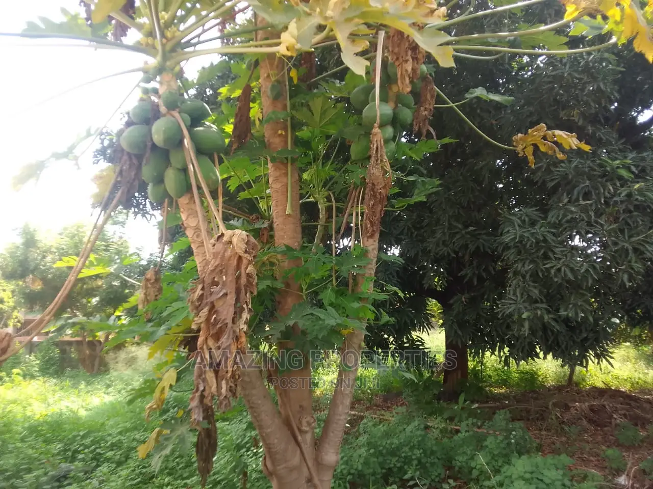 One Acre, Corner Plot for Sale at Abelemkpe in Abelemkpe