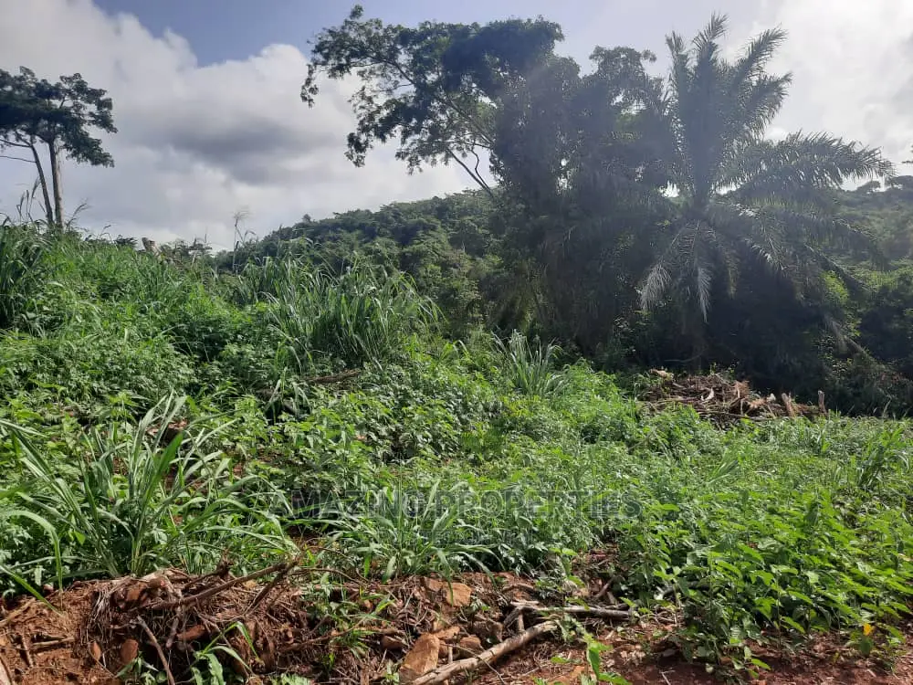 80acres of Land for Sale at Aburi 
 Is Ghc150,000 Per Plots in East Akim Municipal