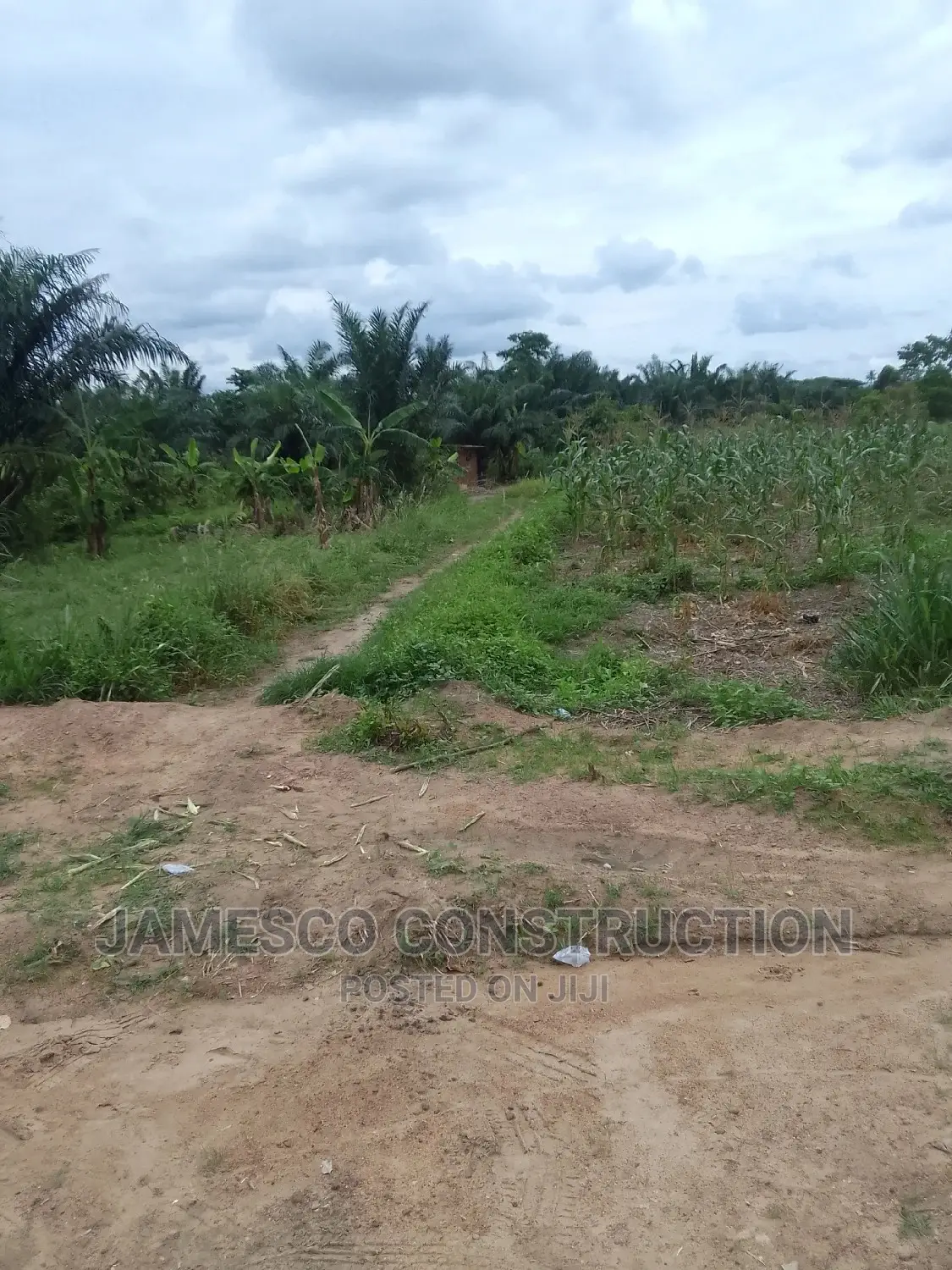 Farmland for Sale in Ayensuano