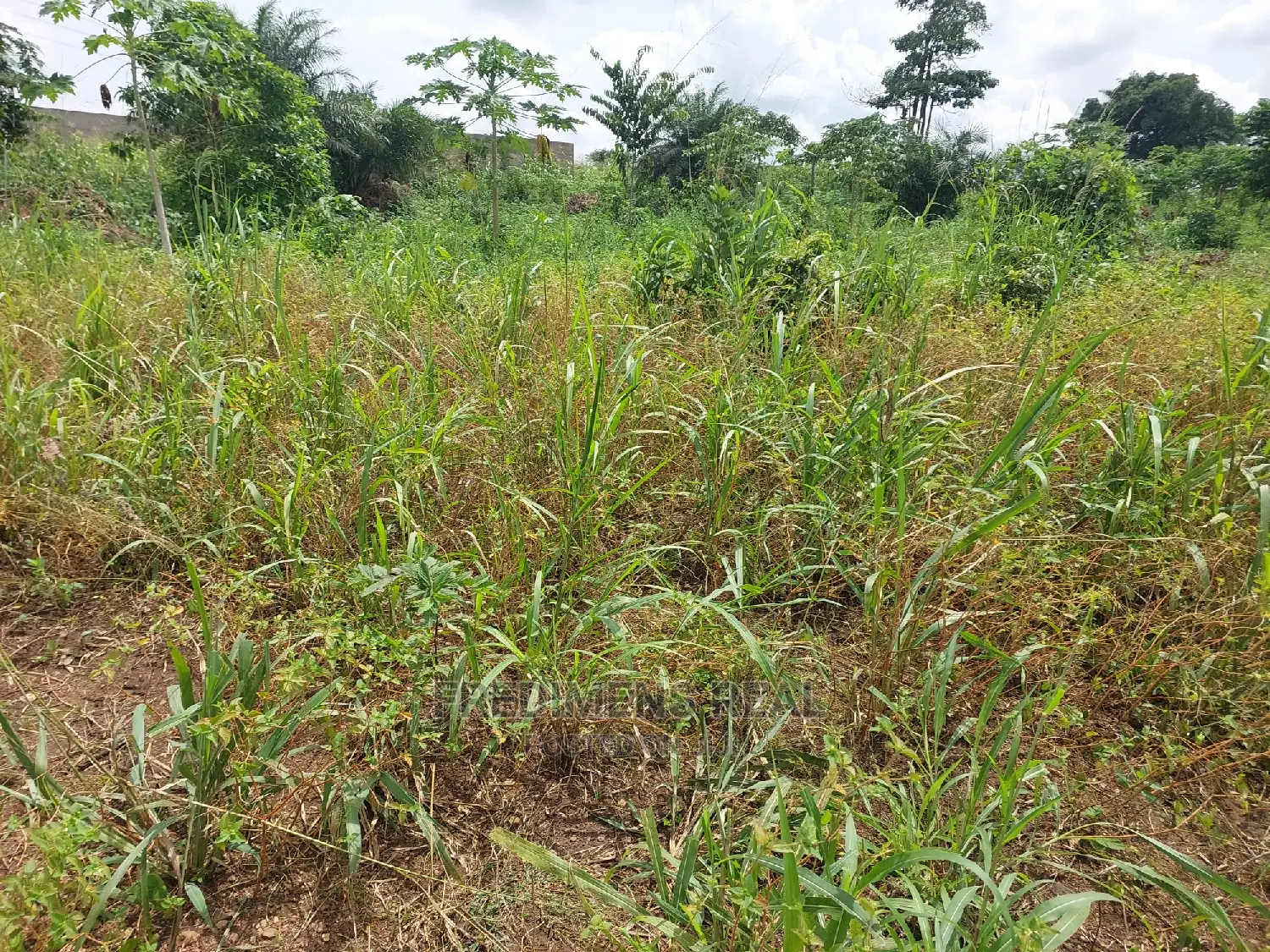 A Land at Ejisu-Krapa for Sale in Kumasi Metropolitan