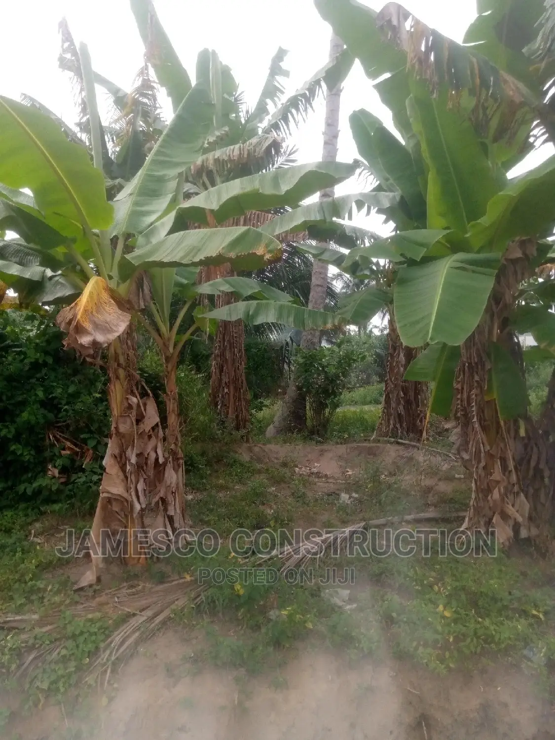 One Plot of Land Sale Documents Available. in Ayensuano