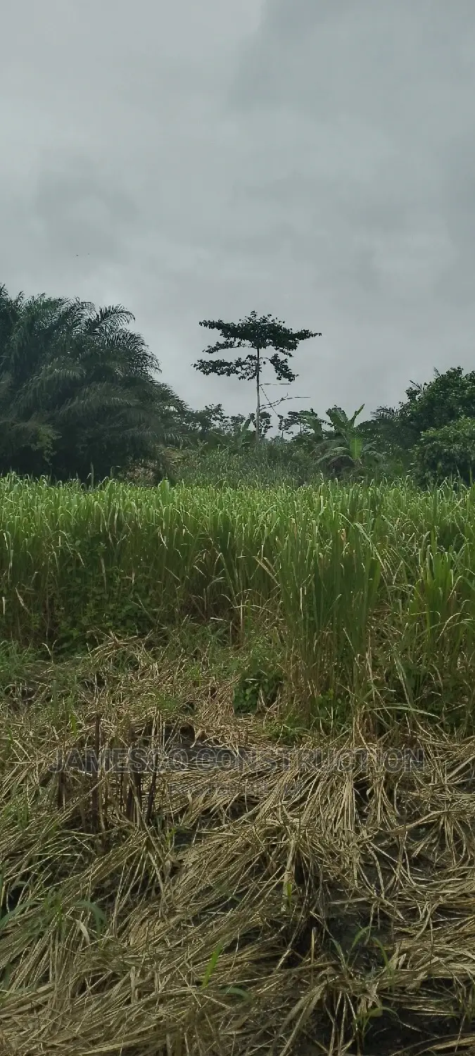 Registered Farmland for Sale in Ayensuano