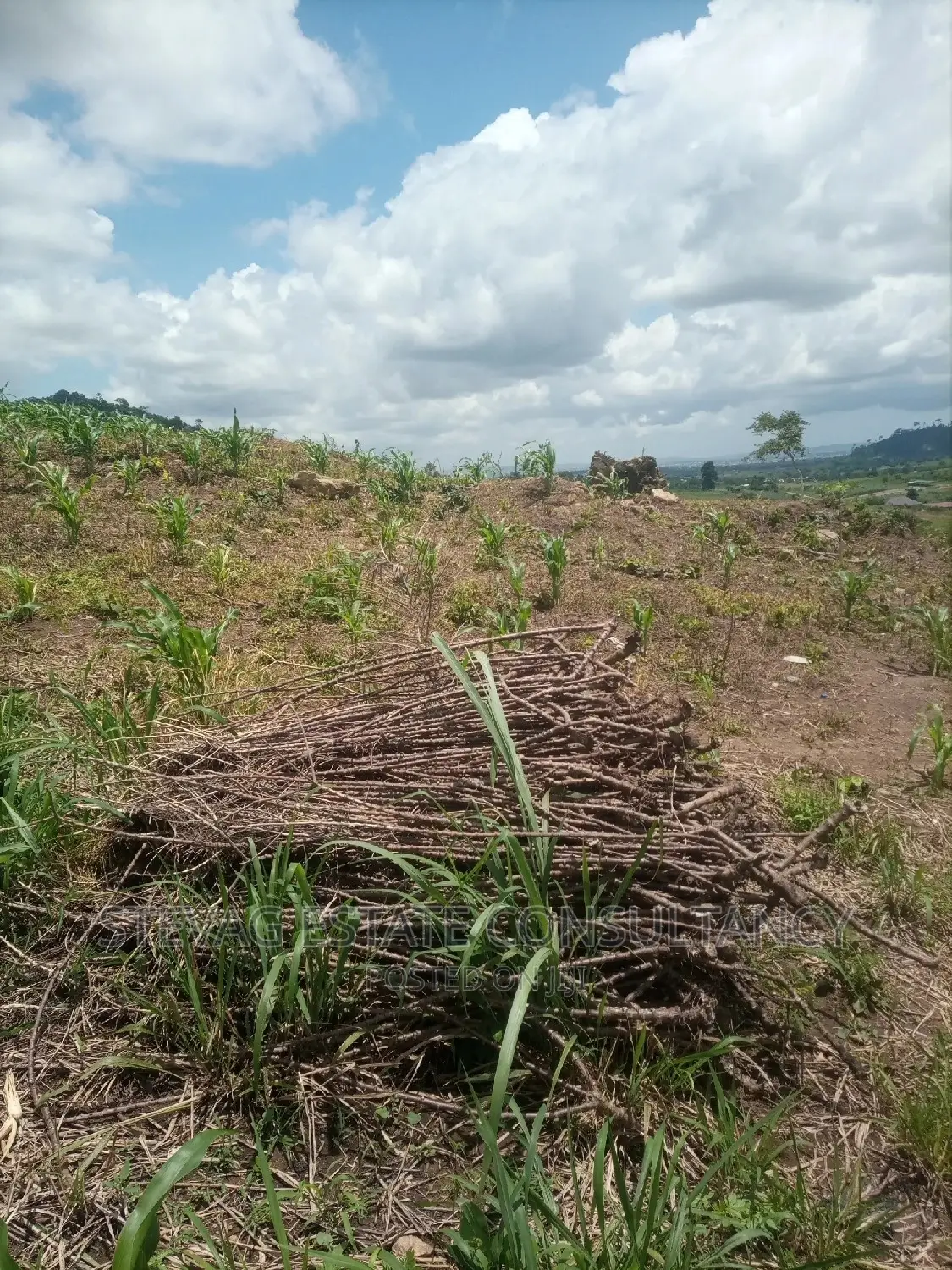 Alpha Properties Estate Land for Sale at Bawjiase Tta in Kasoa