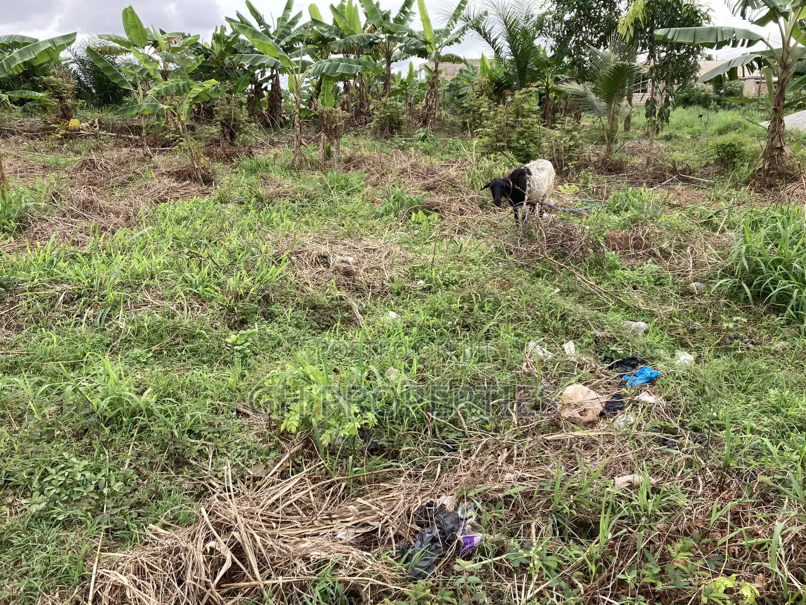One Full Plot for Sale at Kaase Oti. in Kumasi Metropolitan