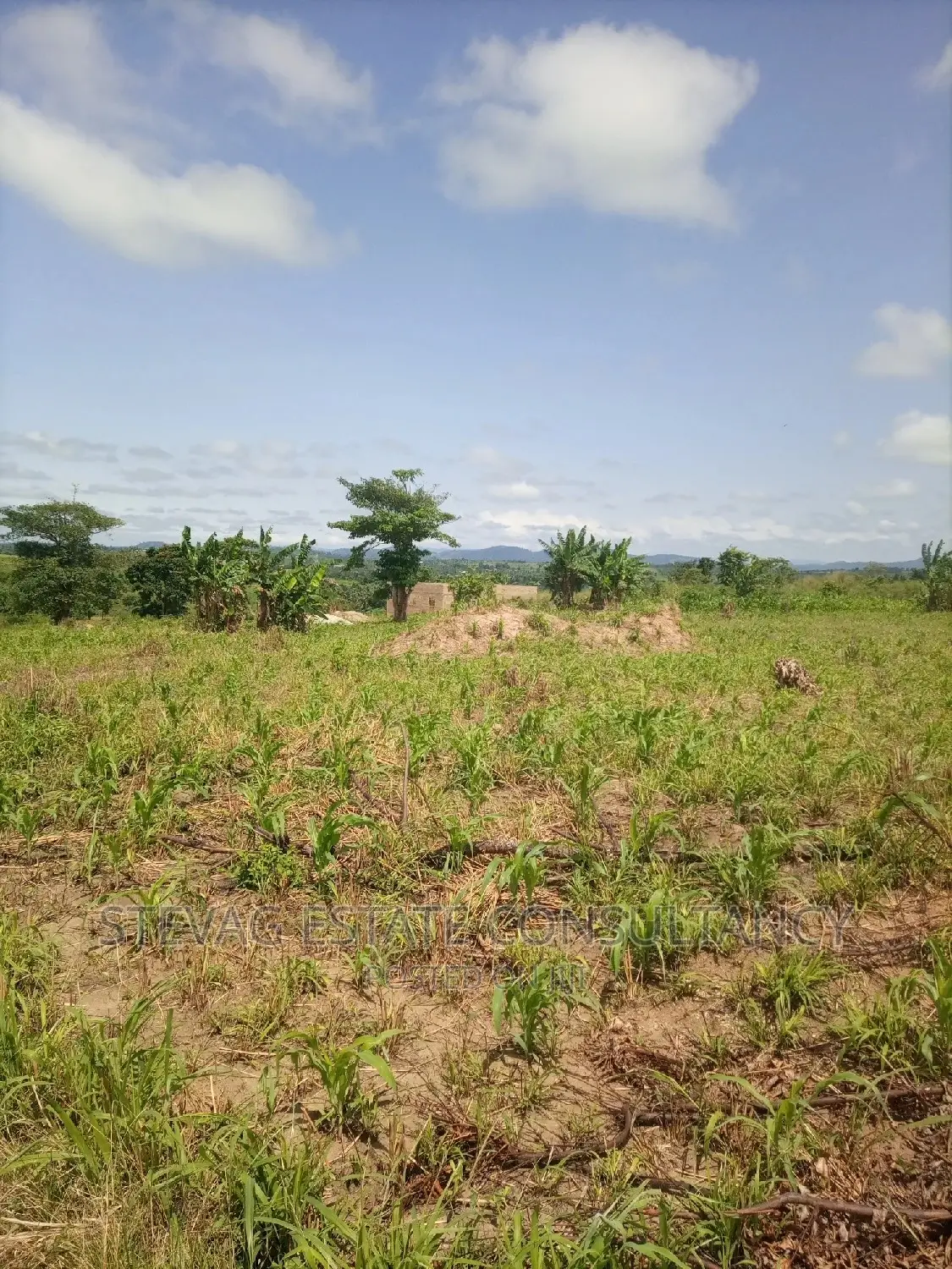 Alpha Properties Land for Sale at Nsawam Ayibontey in Akuapim South