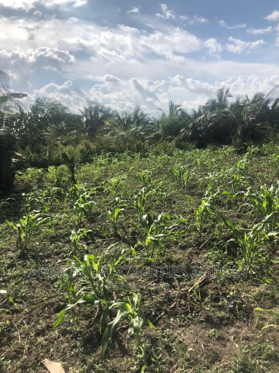 70 Acres of Farm Land at Juapong in Asuogyaman