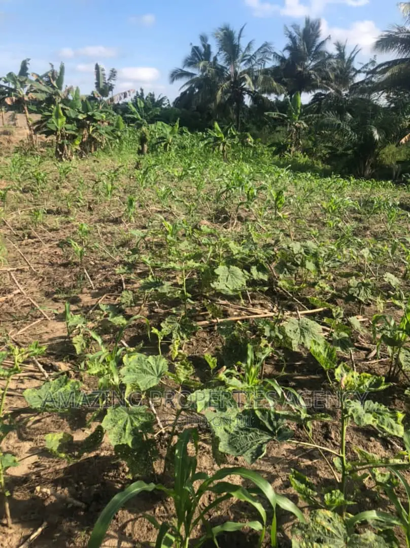 70 Acres of Farm Land at Juapong in Asuogyaman