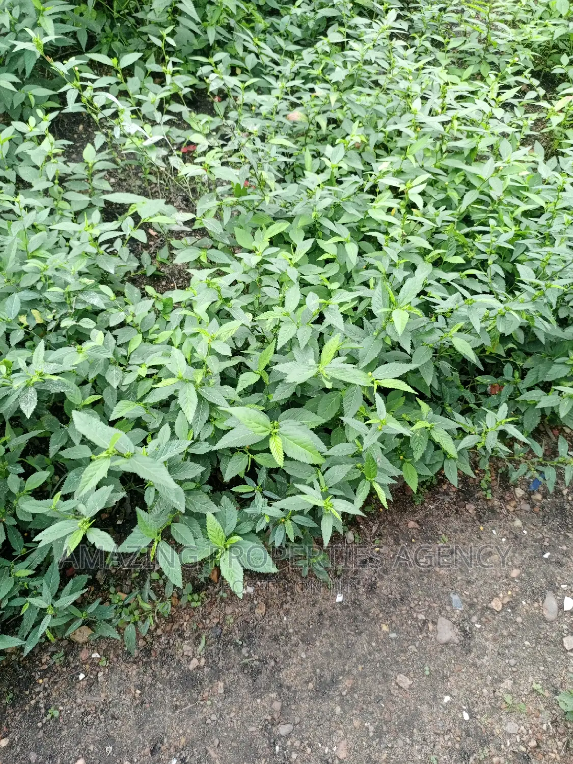 East Legon Property Is on 0.65 Acres in East Legon