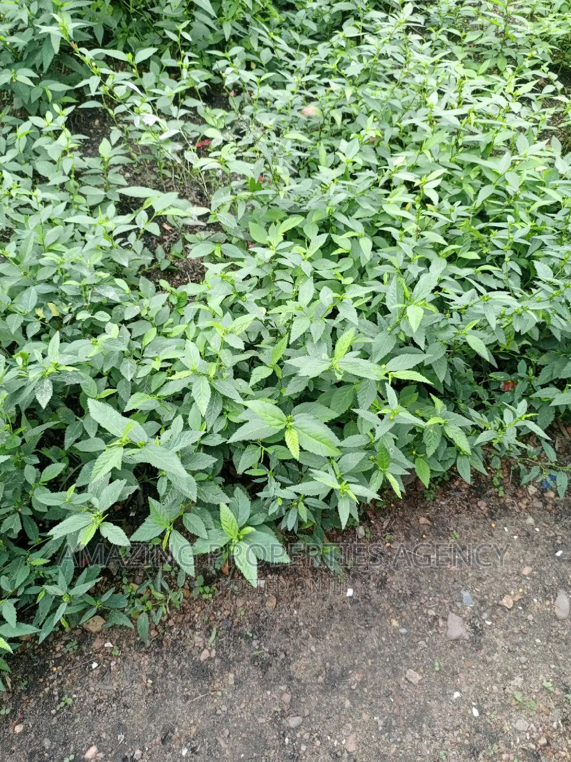 4 Plots of Main Roadside Land for Sale at Tseaddo, in Airport Residential Area