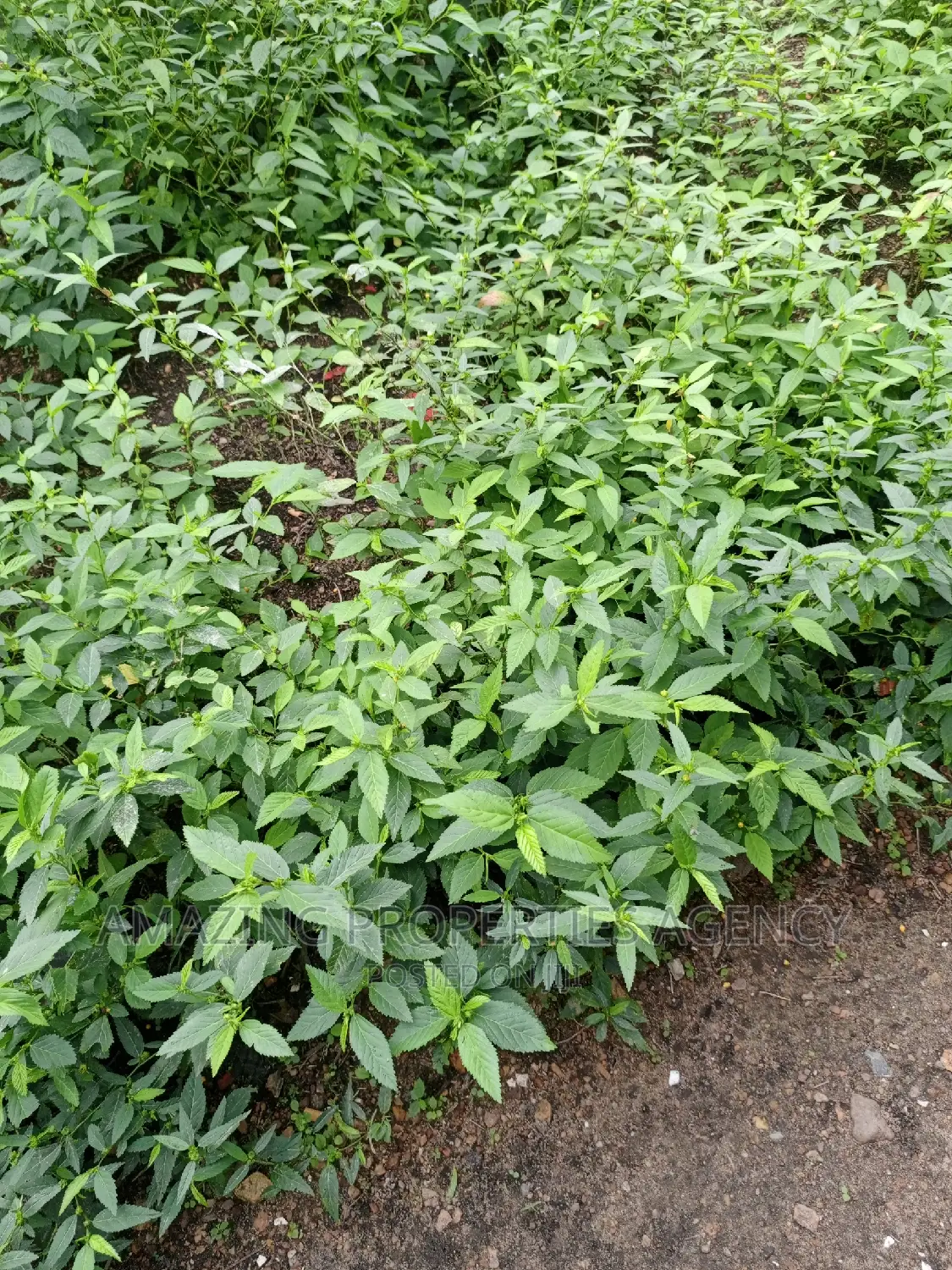 4 Plots of Main Roadside Land for Sale at Tseaddo, in Airport Residential Area