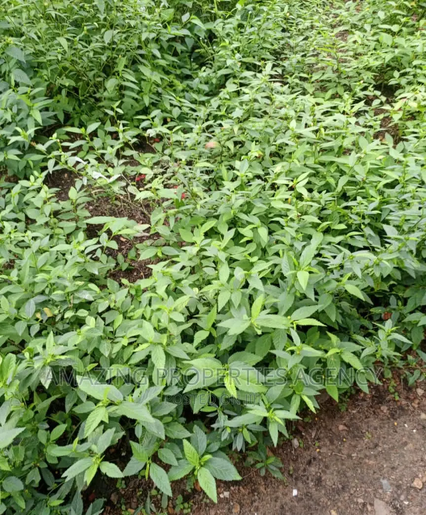 2 Plots of Land at Spintex Manet in Nungua