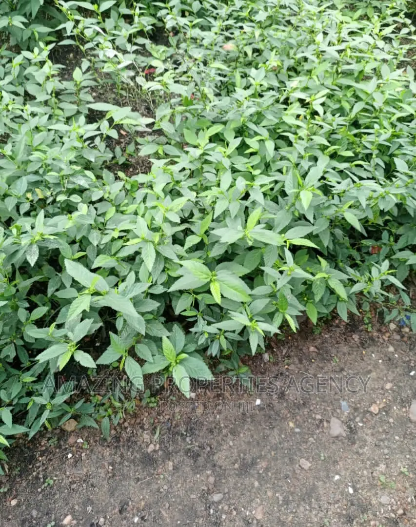 Plots of Land for Sale at Spintex in Spintex