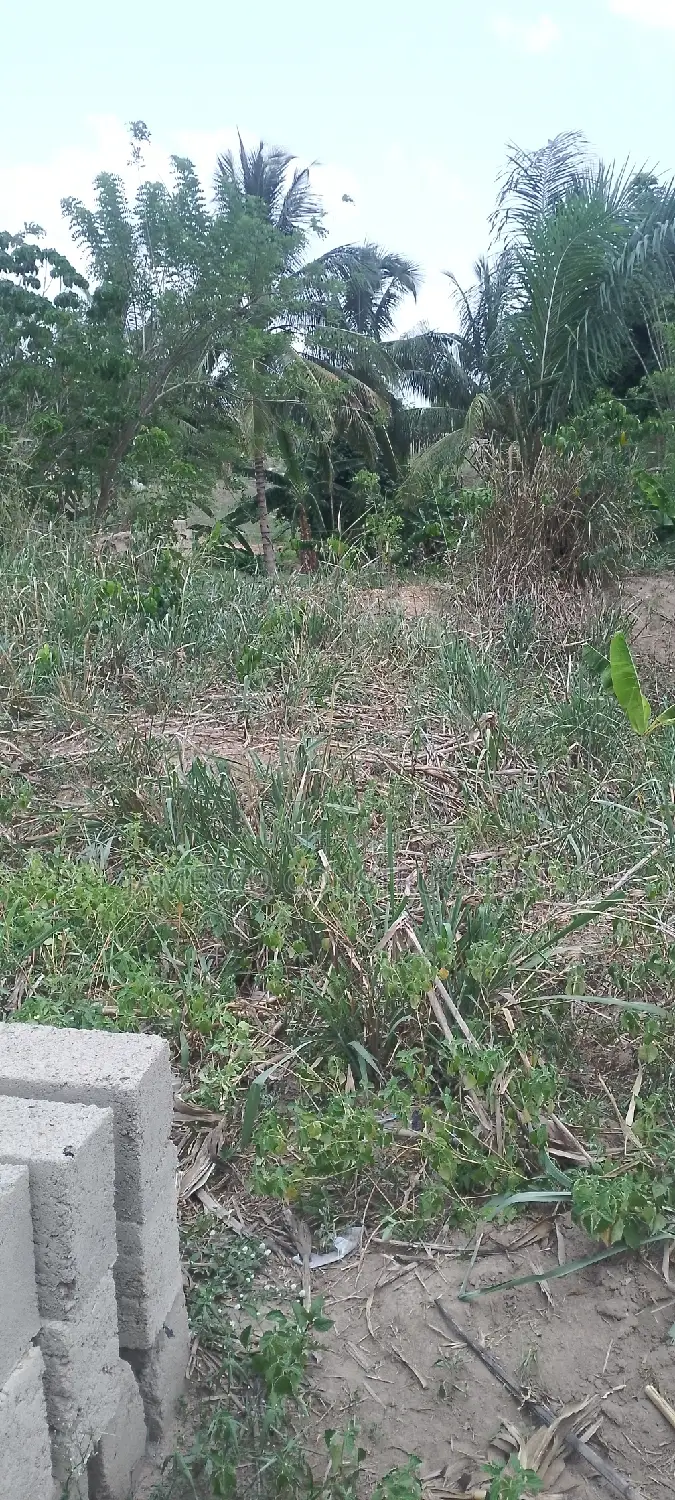 Registered Land for Sale in Ayensuano