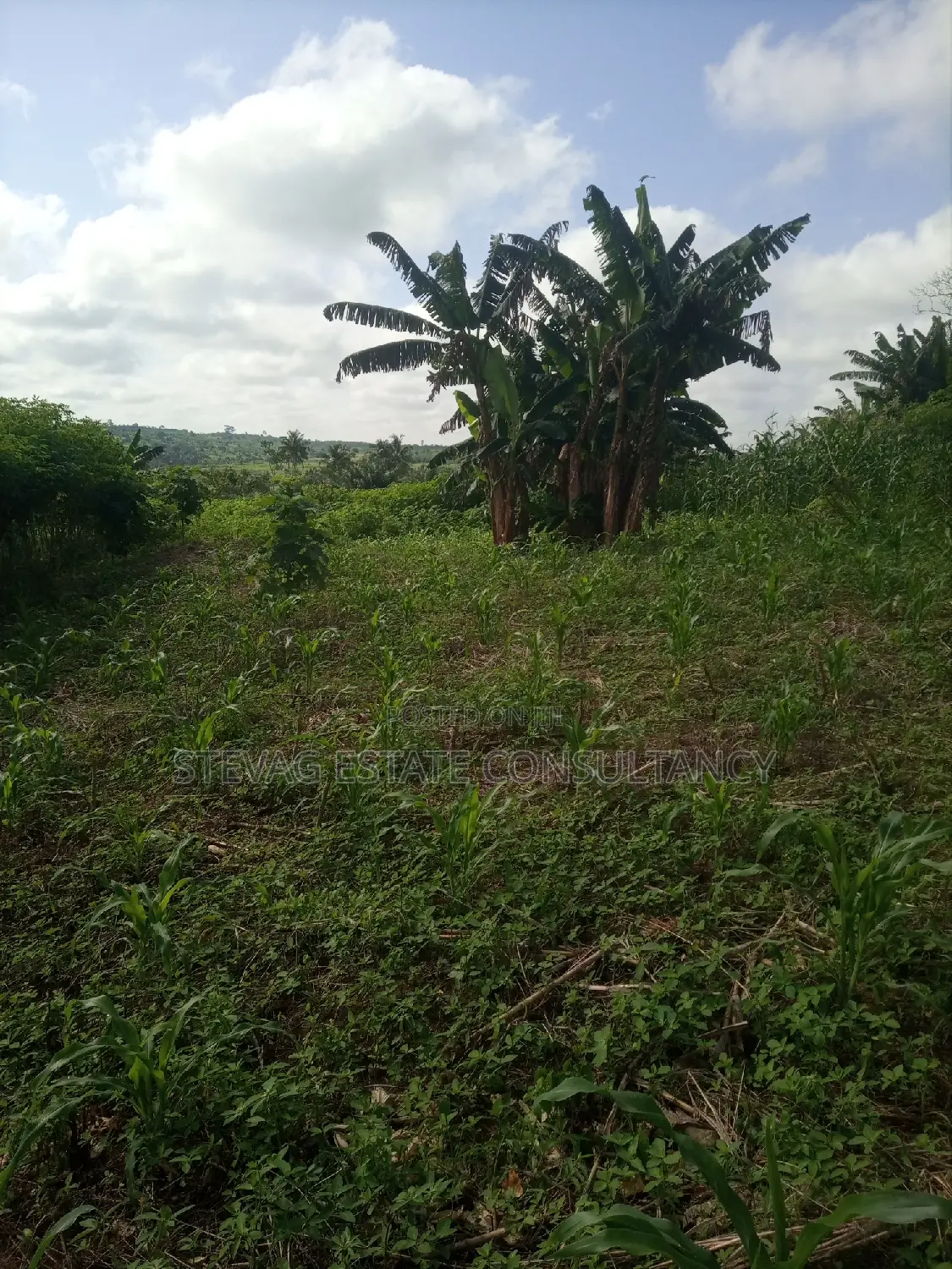 Alpha Land for Sale at Gomoa Buduatta in Awutu Senya East Municipal