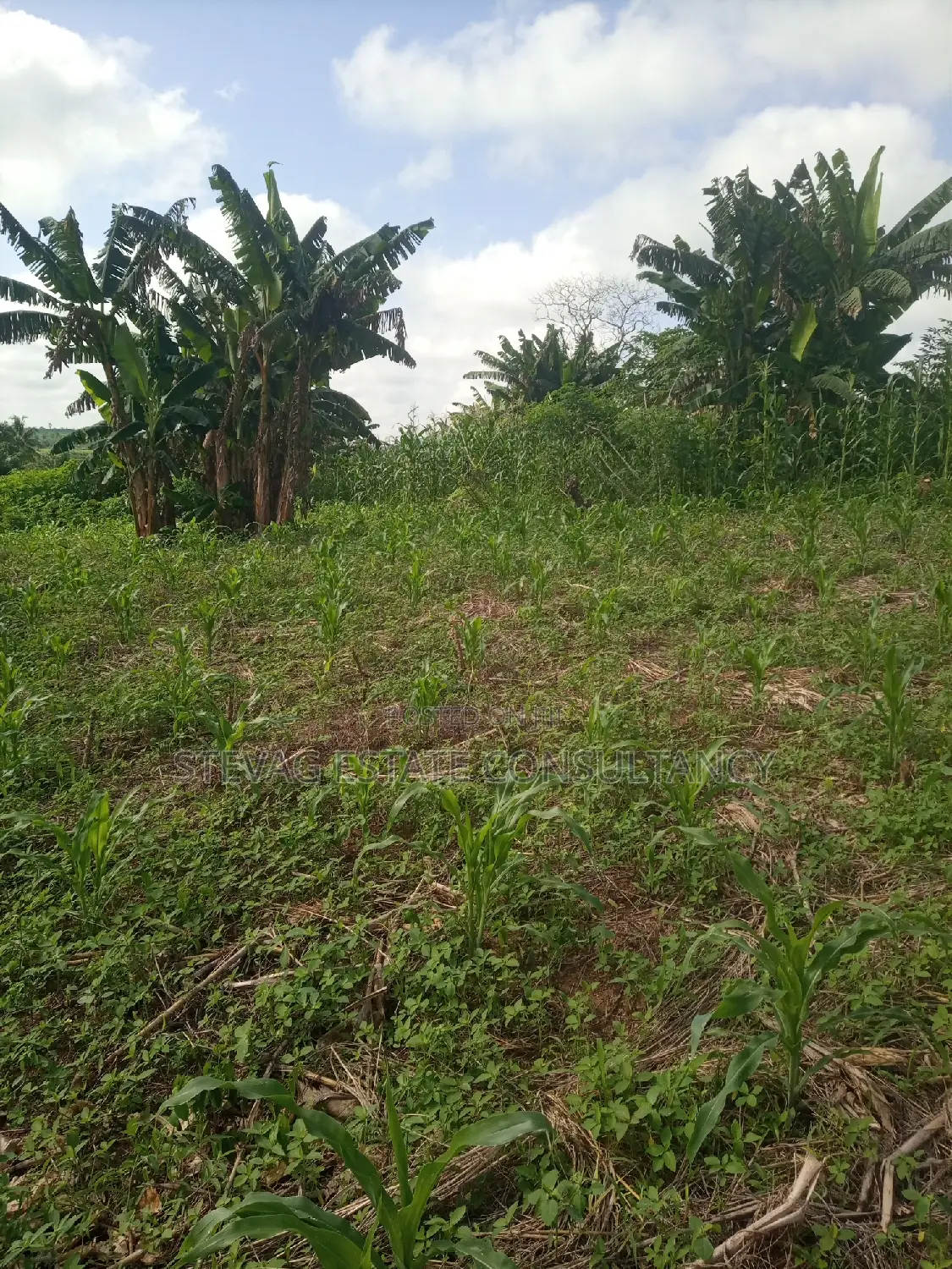 Alpha Land for Sale at Gomoa Buduatta in Awutu Senya East Municipal