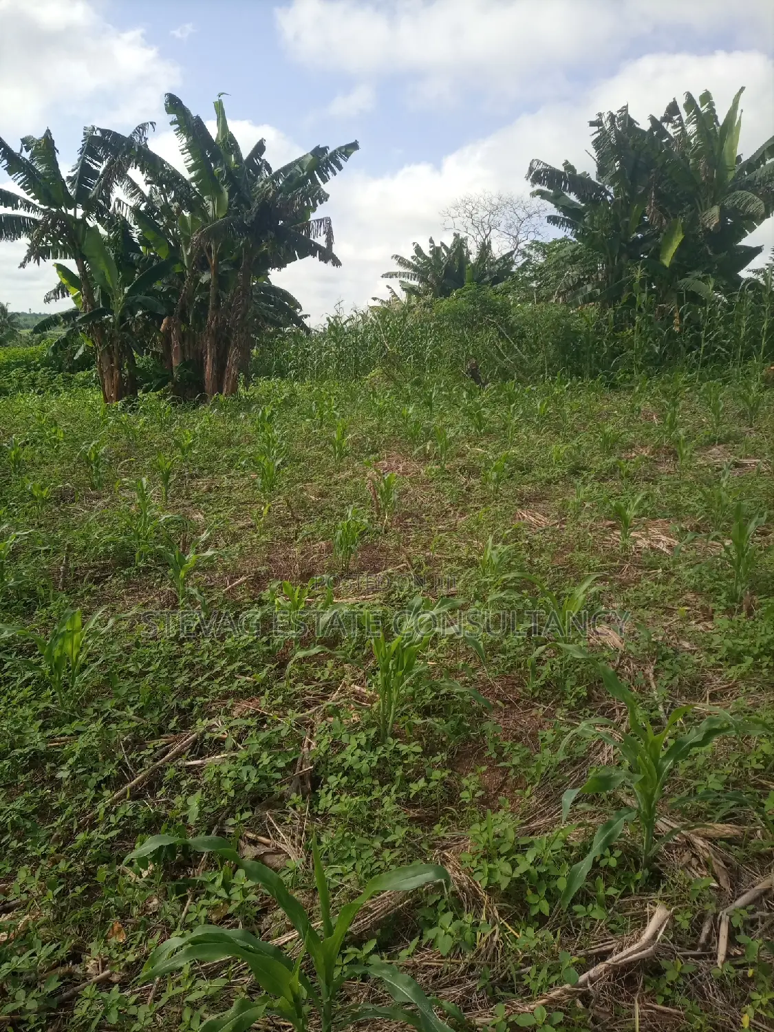 Alpha Land for Sale at Gomoa Buduatta in Awutu Senya East Municipal