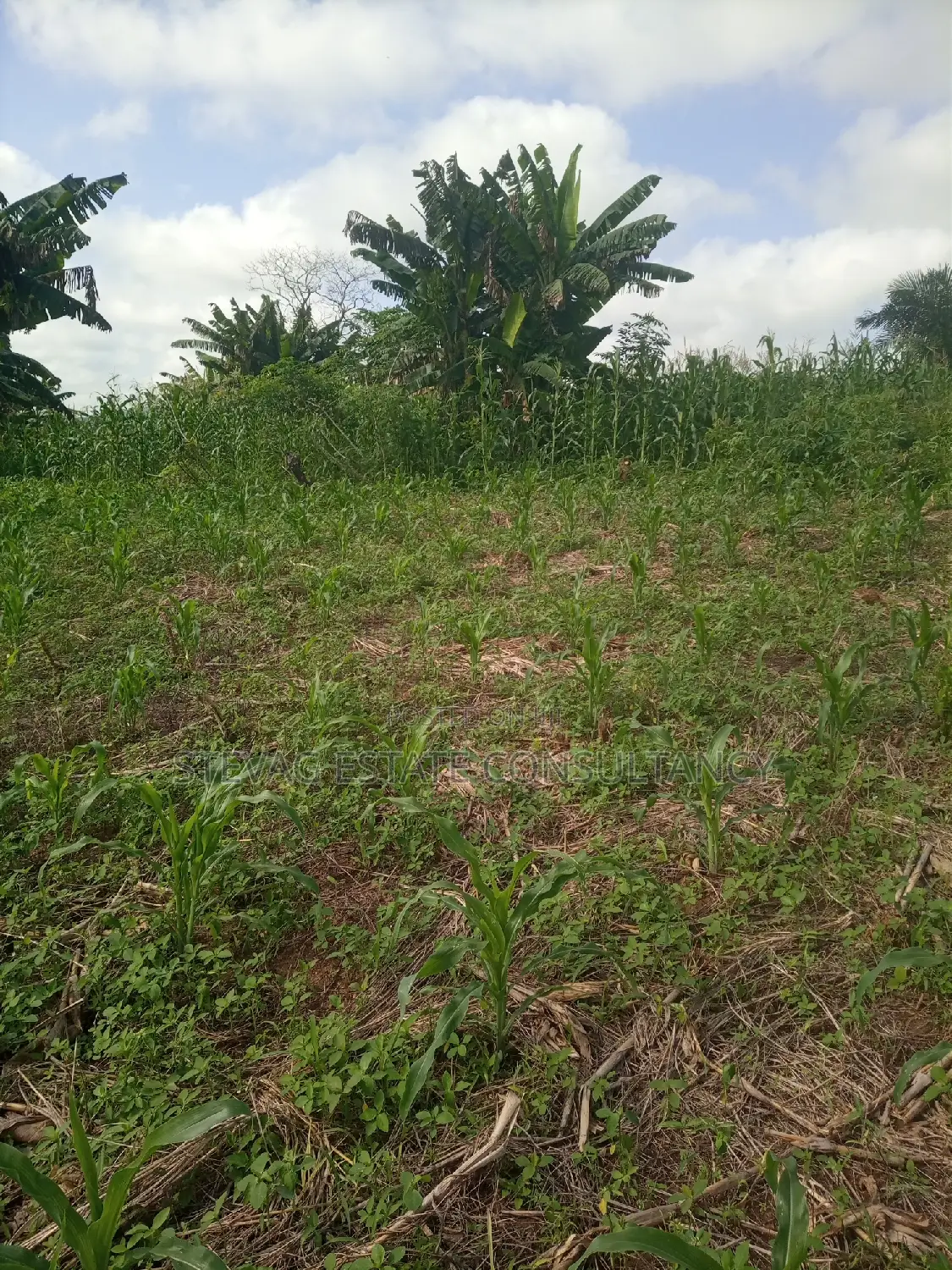 Alpha Land for Sale at Gomoa Buduatta in Awutu Senya East Municipal