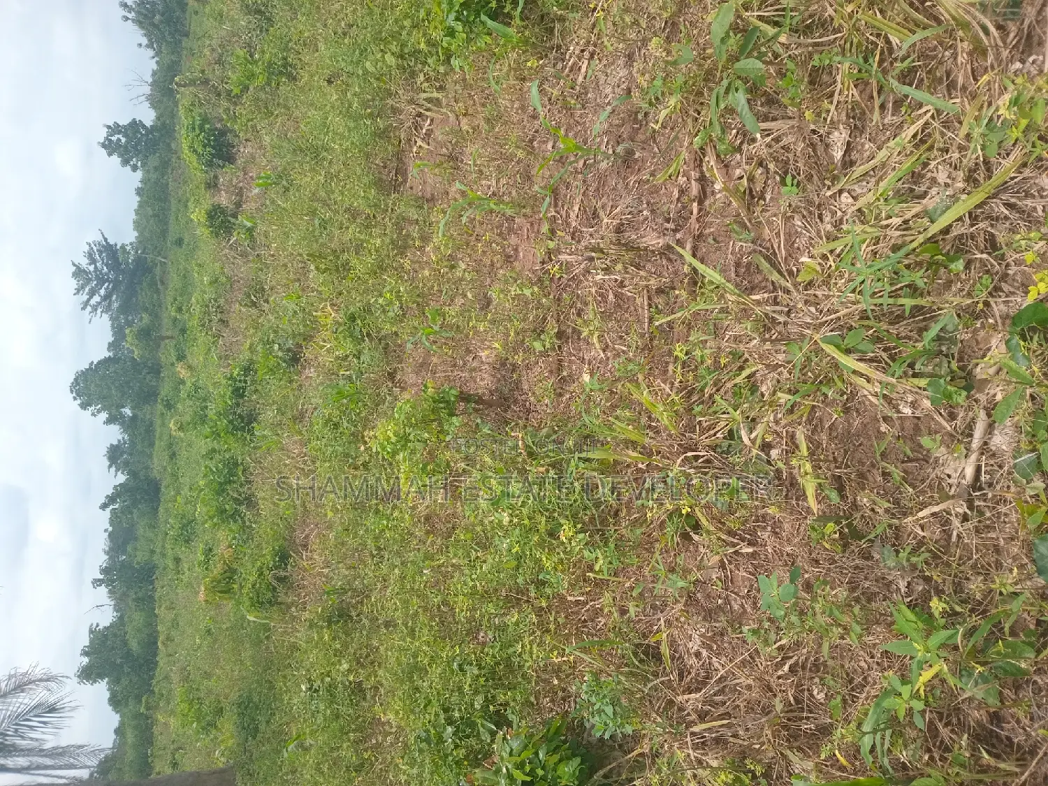 Farm Land for Sale in Sunyani Municipal