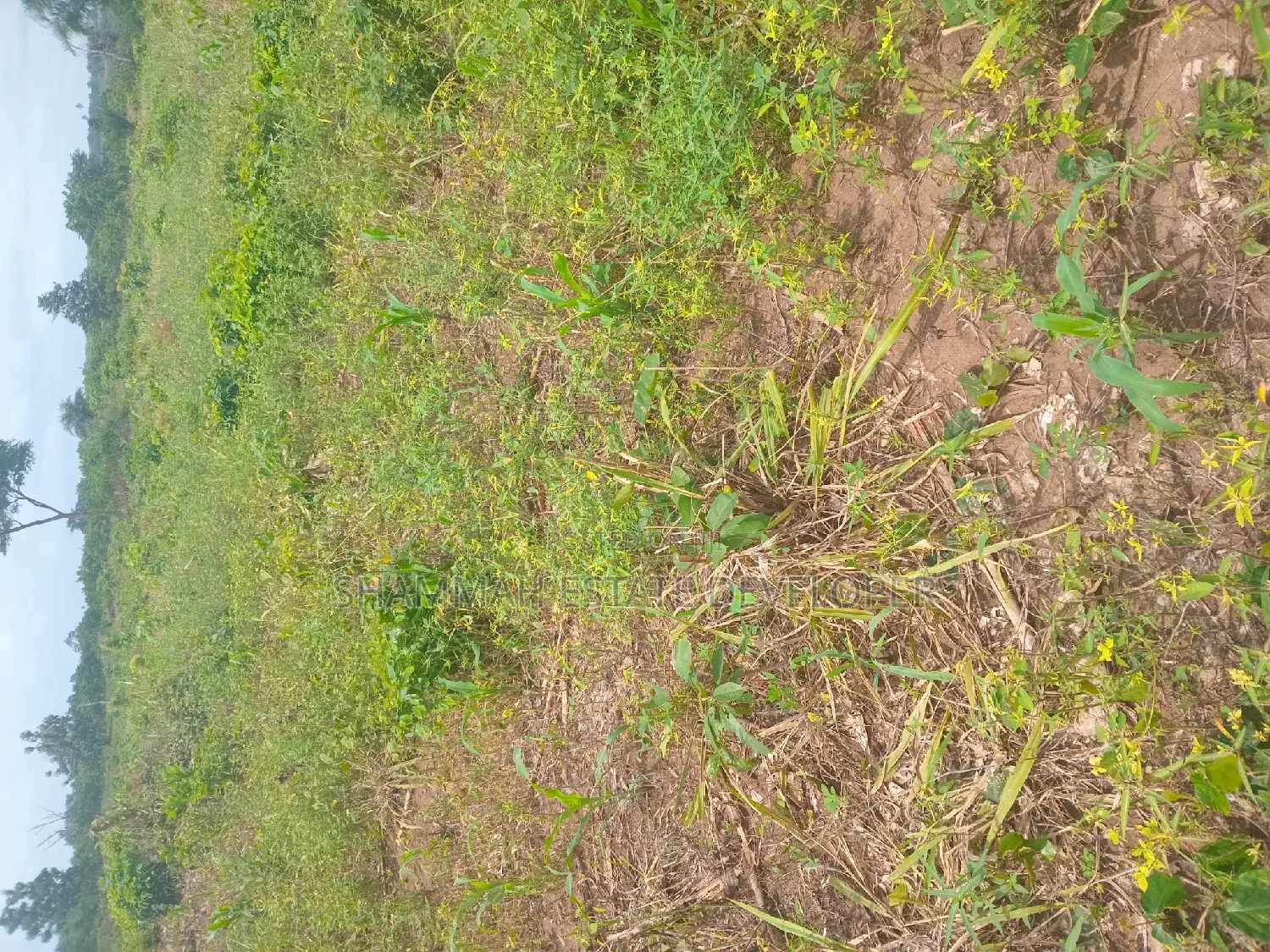 Farm Land for Sale in Sunyani Municipal