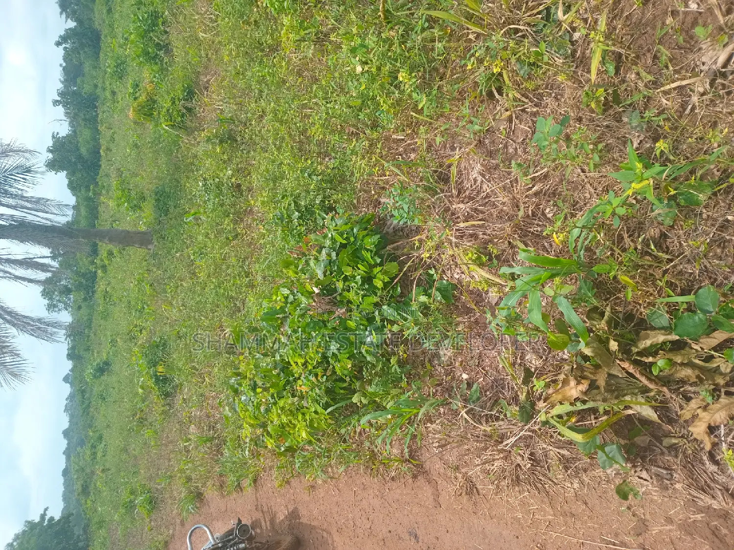 Farm Land for Sale in Sunyani Municipal