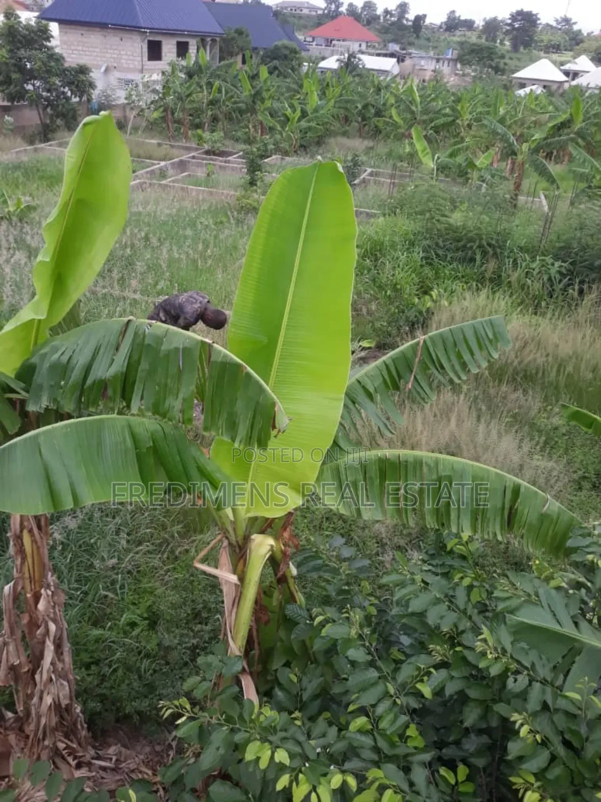 One and Half Icre Plot at Faade for Sale in Kwabre