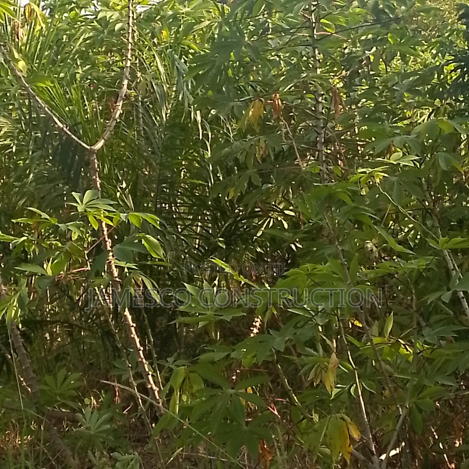 Farm Land for Sale in Ayensuano