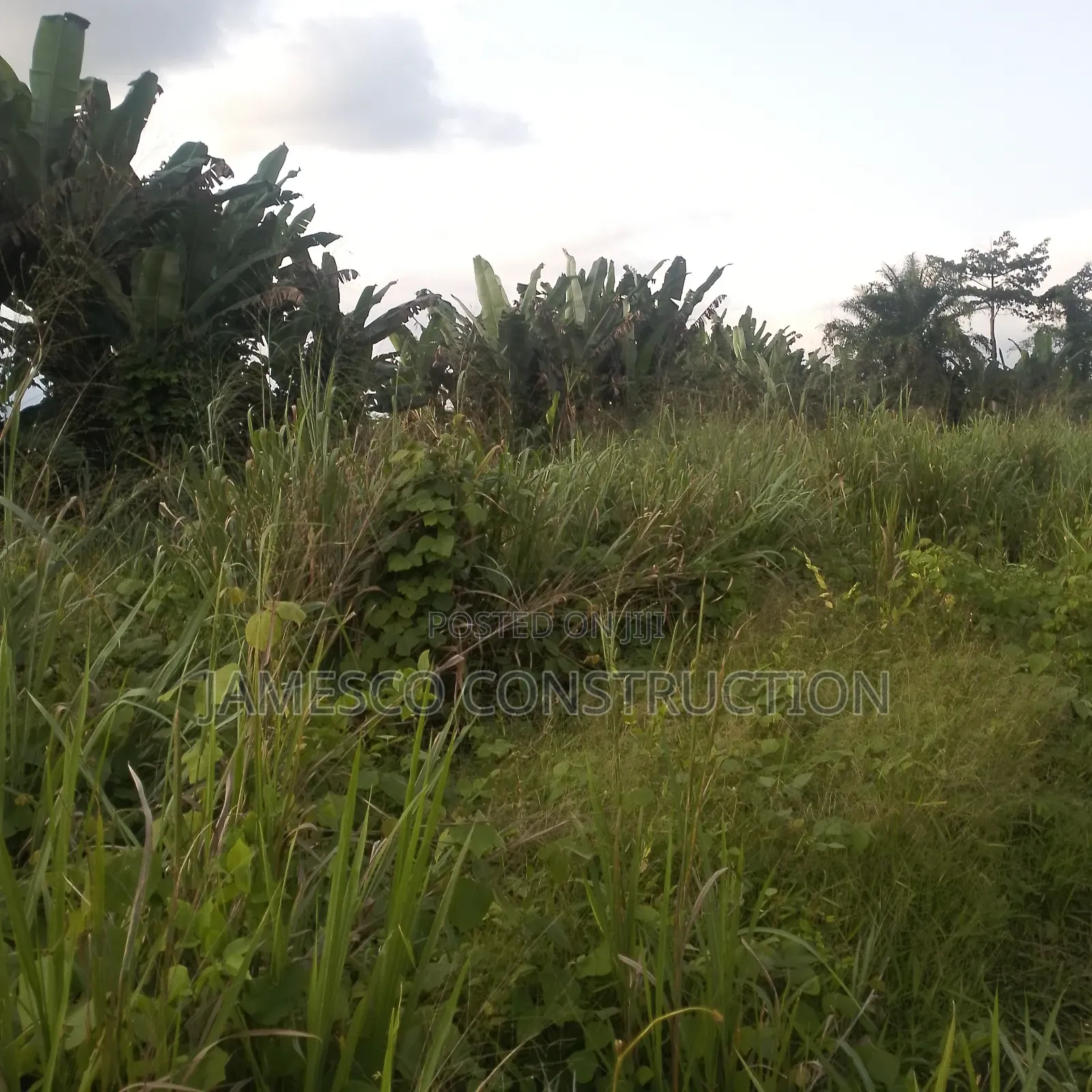 Farmland for Sale in Ayensuano