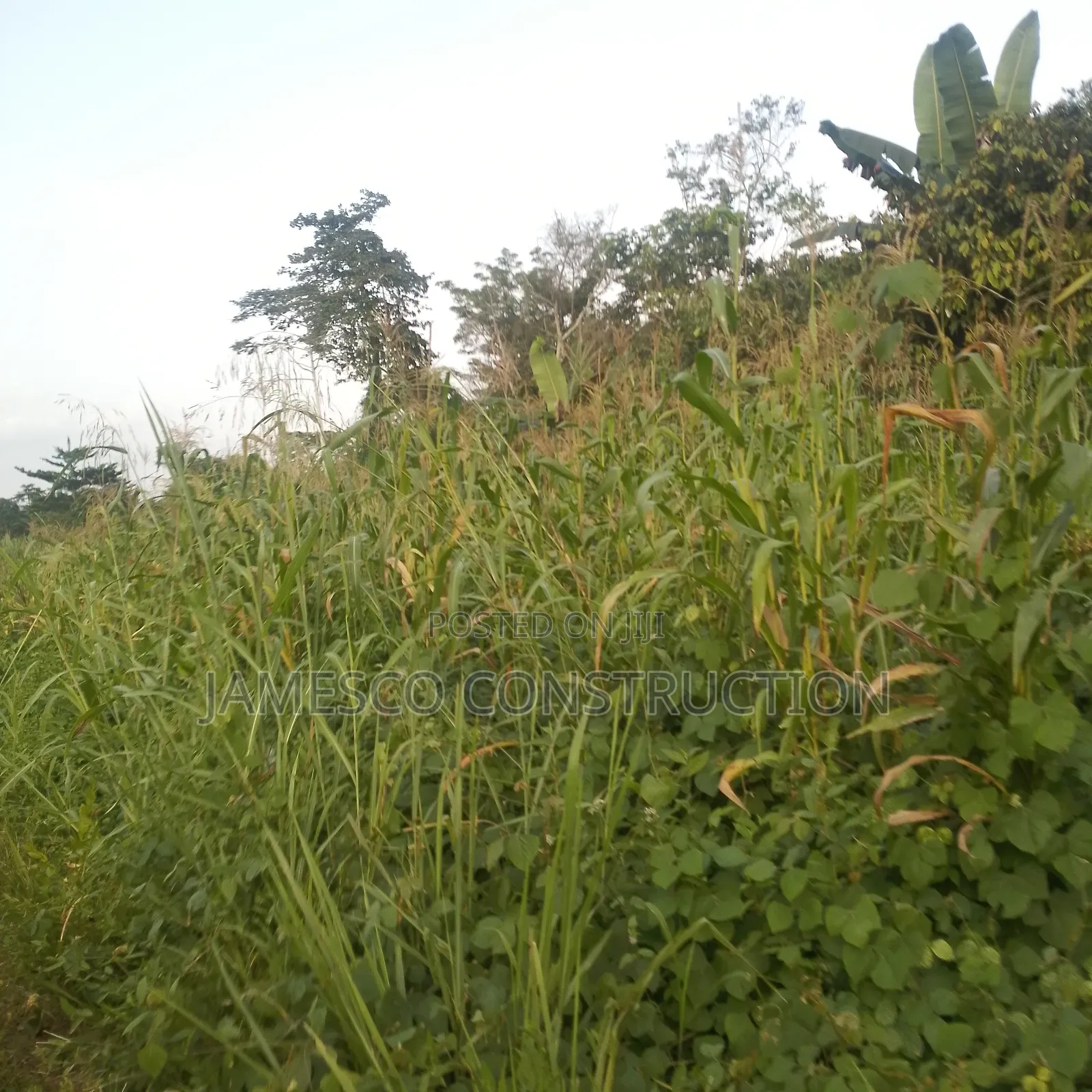 Farmland for Sale in Ayensuano