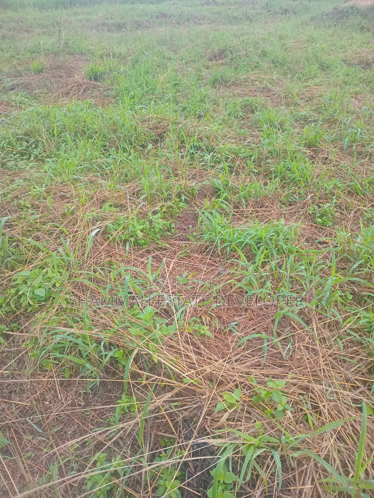 Farmland for Sale in Kintampo South