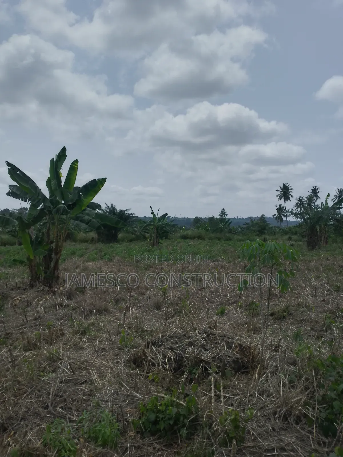 Registered 20 Acres of Farmland for Sale at Asuboi Otumfo in Ayensuano