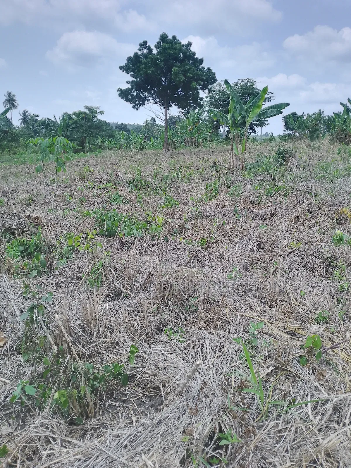 Registered 20 Acres of Farmland for Sale at Asuboi Otumfo in Ayensuano