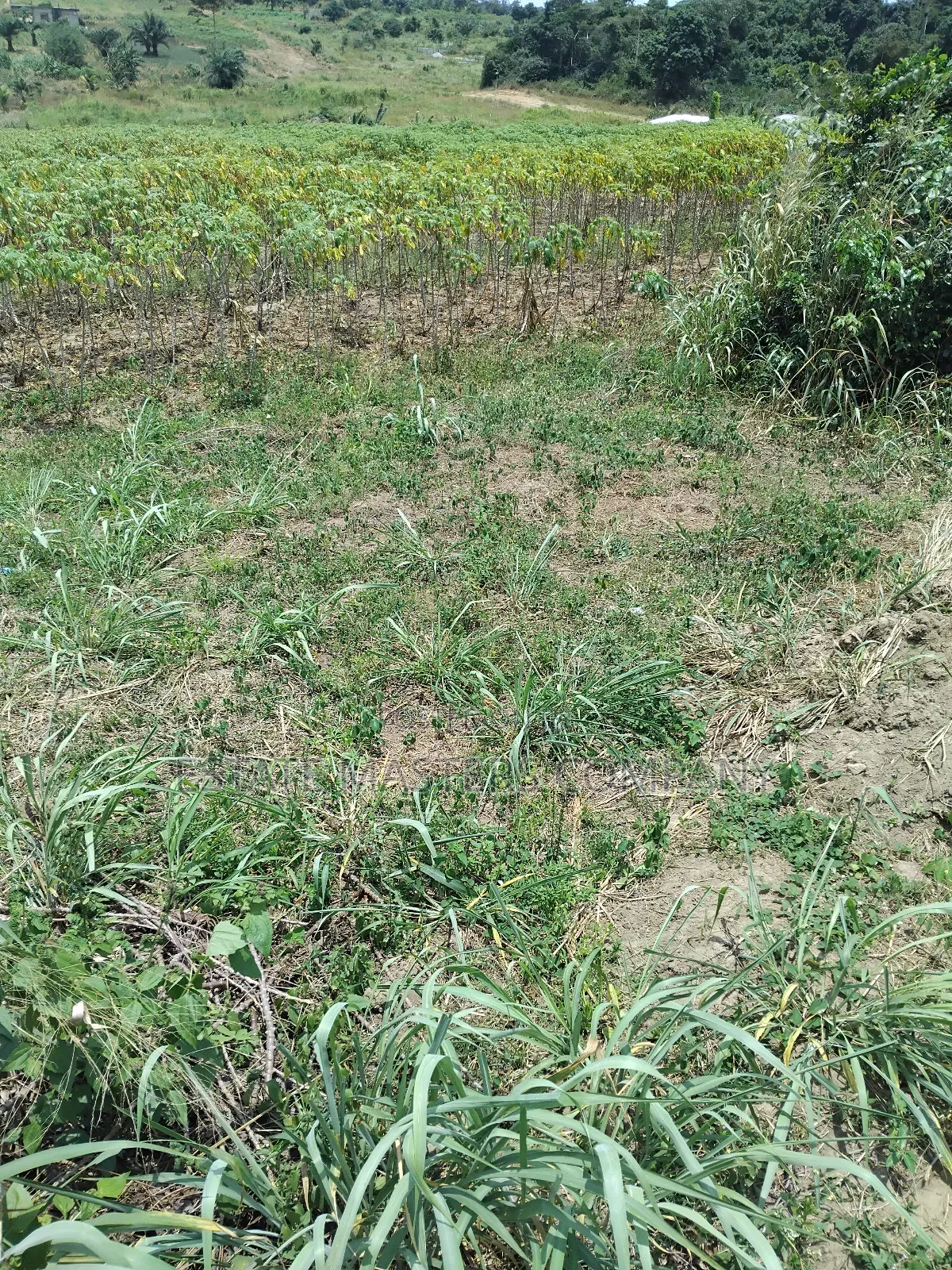 Green Land to Build in Kasoa