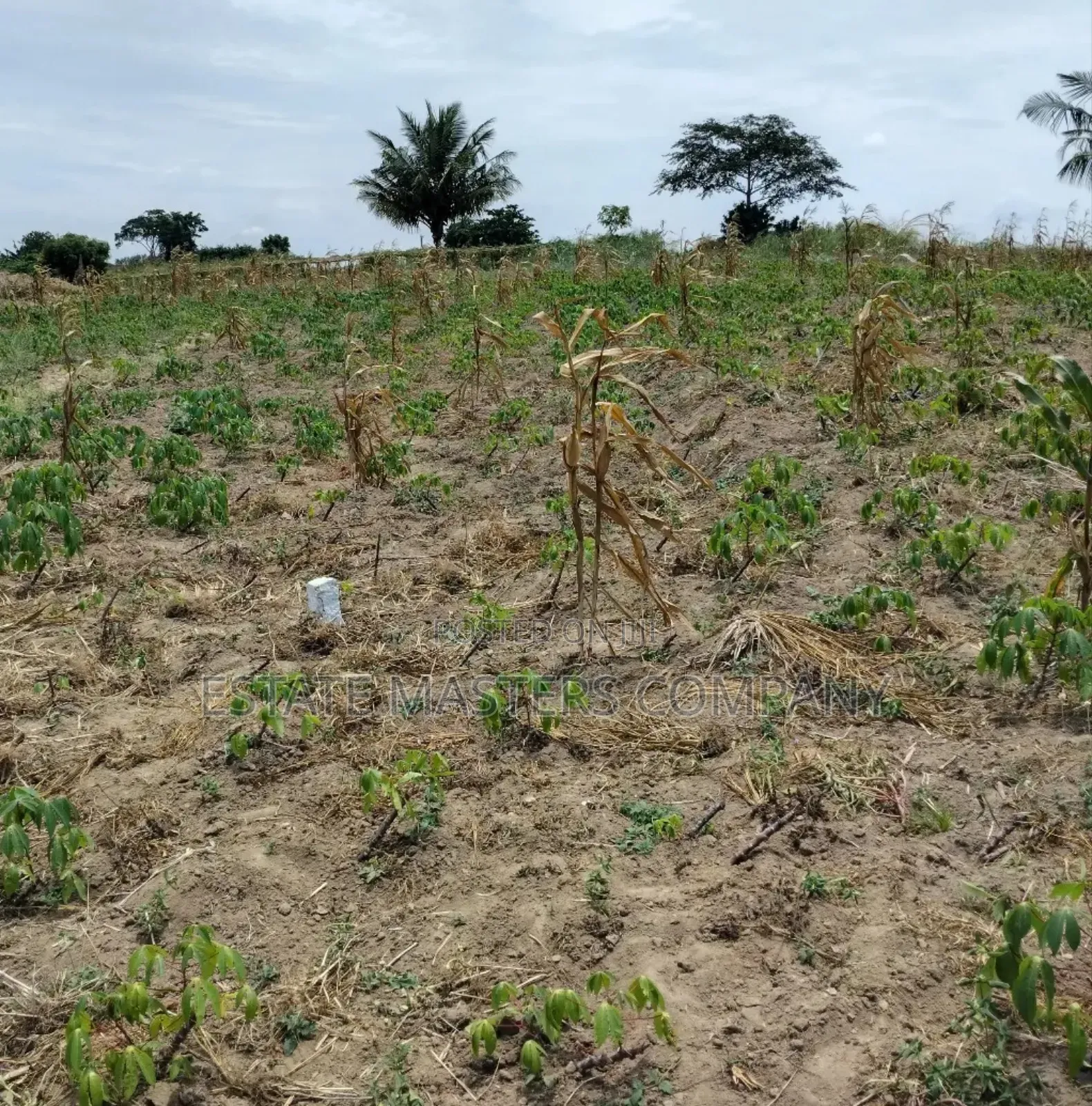 Panfokrom Land With Good Road and Network in Kasoa