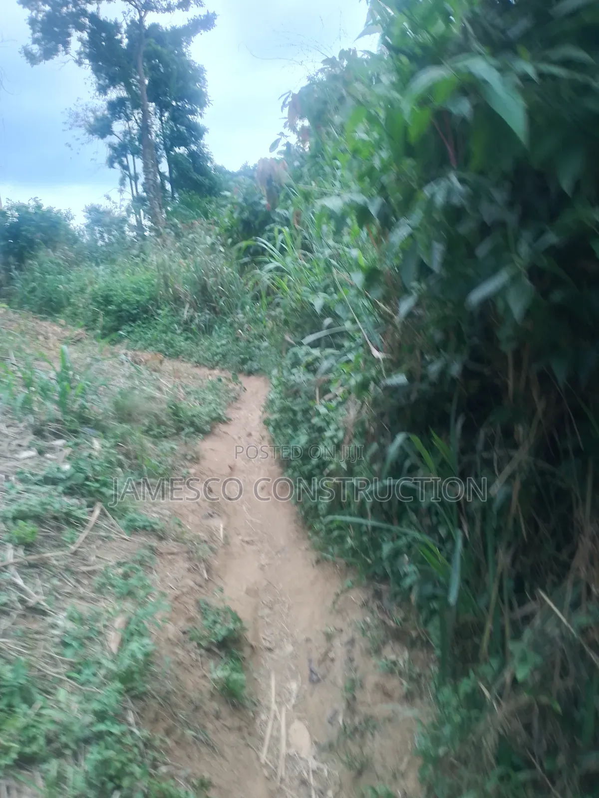 Cocoa Farm for Sale in Ayensuano
