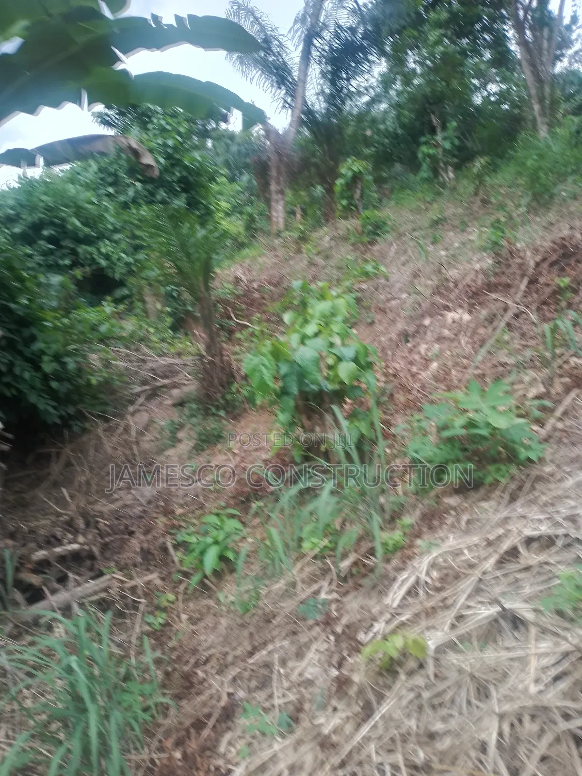Cocoa Farm for Sale in Ayensuano