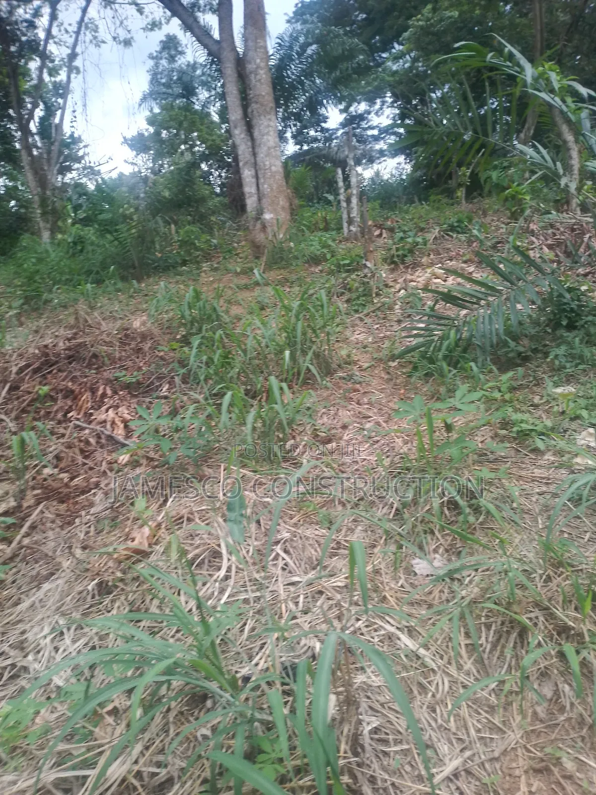 Cocoa Farm for Sale in Ayensuano